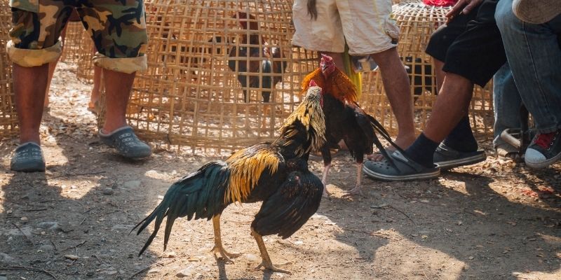 AOG đá gà phát sóng trực tiếp các trận chiến kê hấp dẫn