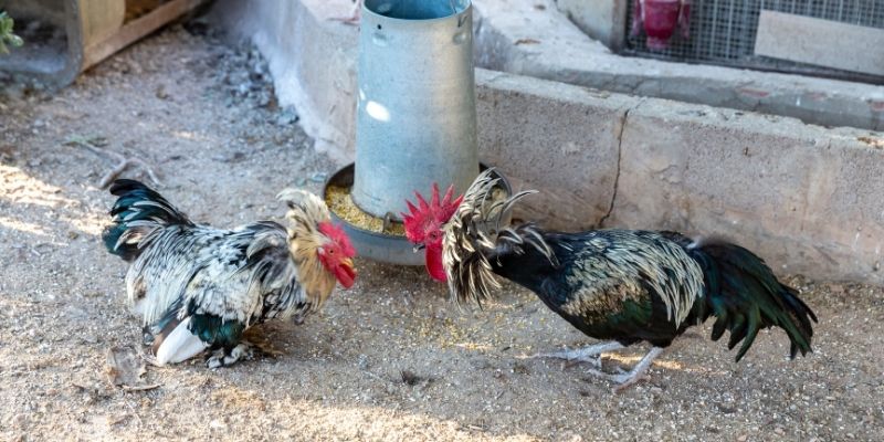 Đá Gà C1 phô diễn nhiều chiến kê đặc sắc