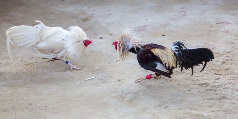 Trực tiếp các trận chiến kê